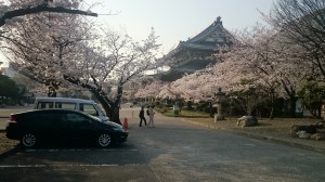 DSC_0675　東別院桜2